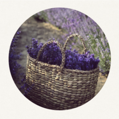 French Lavender