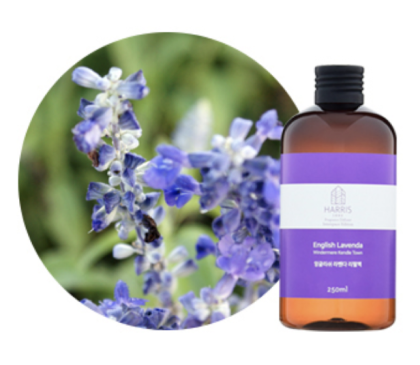 English Lavender